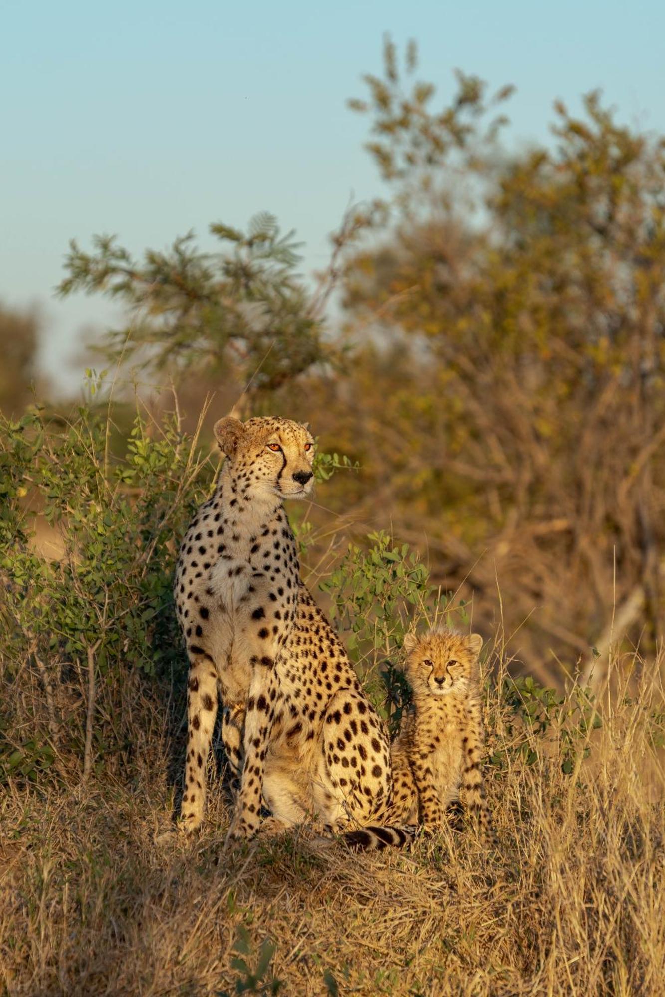 Buffelshoek Tented Camp محمية مانيليتي للطرائد المظهر الخارجي الصورة