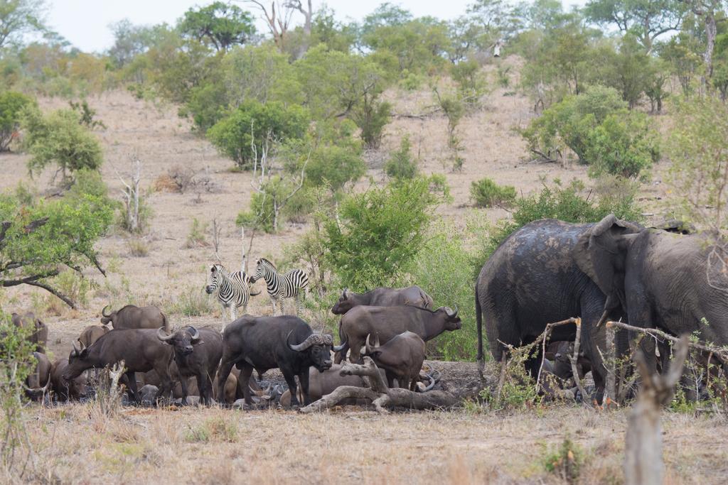 Buffelshoek Tented Camp محمية مانيليتي للطرائد المظهر الخارجي الصورة